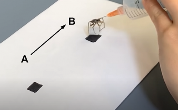 Սատկած սարդերից ռոբոտներ են պատրաստել